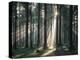 Spruce Forest, Back Light-Thonig-Premier Image Canvas