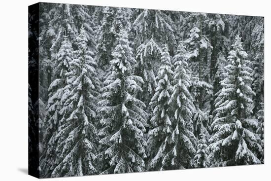 Spruce Forest, Detail, Trees, Snow-Covered, Nature-Ronald Wittek-Premier Image Canvas