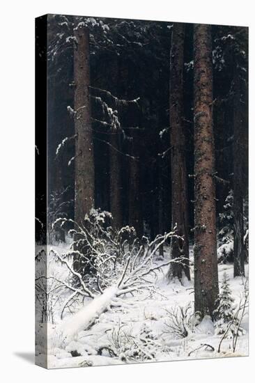 Spruce Forest in Winter, 1884-Ivan Ivanovitch Shishkin-Premier Image Canvas