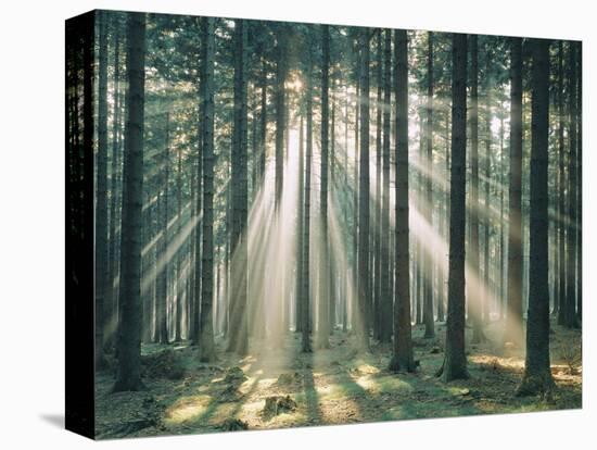 Spruce Forest, Sunbeams, Back Light-Thonig-Premier Image Canvas