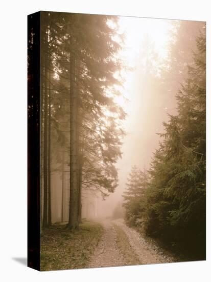 Spruce Forest, Way, Morning Fog-Thonig-Premier Image Canvas