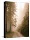 Spruce Forest, Way, Morning Fog-Thonig-Premier Image Canvas