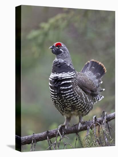 Spruce Grouse, Arctic National Wildlife Refuge, Alaska, USA-Hugh Rose-Premier Image Canvas