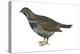 Spruce Grouse (Falcipennis Canadensis), Birds-Encyclopaedia Britannica-Stretched Canvas