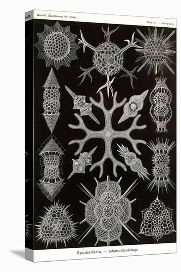 Spumellaria-Ernst Haeckel-Stretched Canvas
