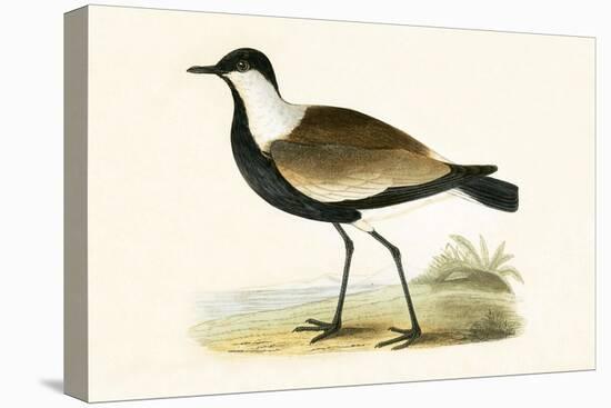 Spur Winged Plover,  from 'A History of the Birds of Europe Not Observed in the British Isles'-English-Premier Image Canvas