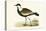 Spur Winged Plover,  from 'A History of the Birds of Europe Not Observed in the British Isles'-English-Premier Image Canvas