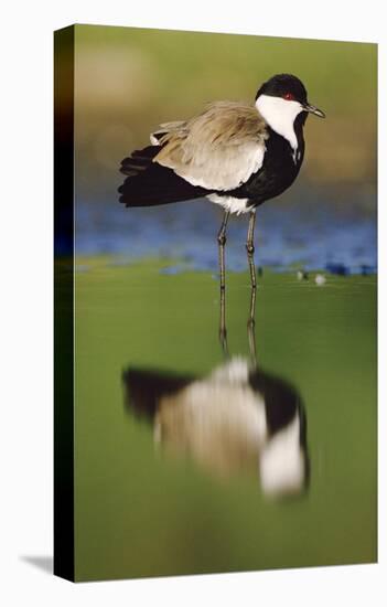 Spur-winged Plover with its reflection at waterhole, Kenya-Tim Fitzharris-Stretched Canvas