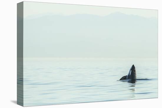 Spyhopping orca from Pod of resident Orca Whales in Haro Strait near San Juan Island, Washington St-Stuart Westmorland-Premier Image Canvas