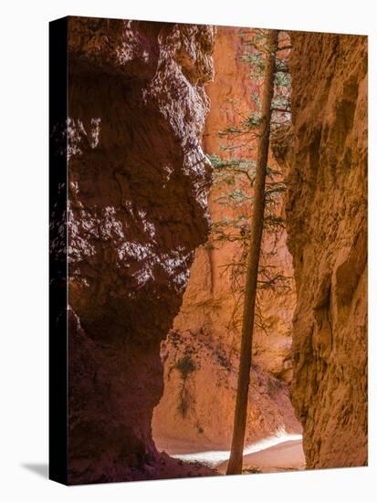 Squeezed Tree Growing at Wall Street, Bryce Canyon National Park, Utah, USA-Tom Norring-Premier Image Canvas