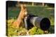 Squirrel as a Photographer with Big Professional Camera-Stanislav Duben-Premier Image Canvas