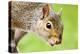 Squirrel Close Up-rekemp-Premier Image Canvas