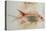 Squirrel Fish or Soldier Fish-John White-Premier Image Canvas