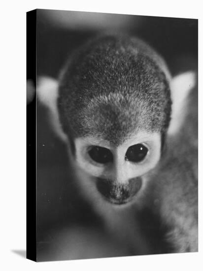 Squirrel Monkey, Baker, Who Made Space Flight in Jupiter Missile, in Lab-Grey Villet-Premier Image Canvas