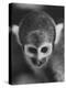 Squirrel Monkey, Baker, Who Made Space Flight in Jupiter Missile, in Lab-Grey Villet-Premier Image Canvas
