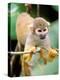 Squirrel Monkey, Rainforest, Manu National Park, Peru-Gavriel Jecan-Premier Image Canvas