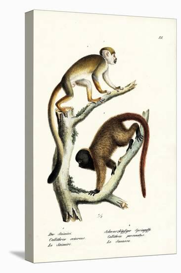 Squirrel Monkeys, 1824-Karl Joseph Brodtmann-Premier Image Canvas