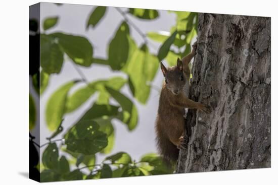 Squirrel on Walnut-Niki Haselwanter-Premier Image Canvas