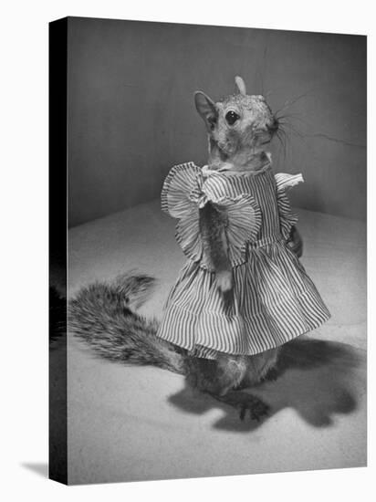 Squirrel Wearing a Baby Doll's Dress-Nina Leen-Premier Image Canvas