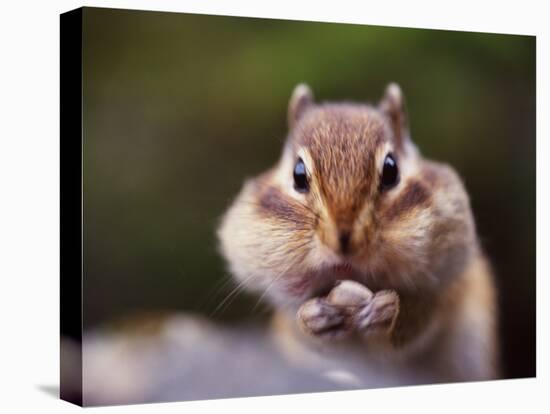 Squirrel-WizData-Premier Image Canvas