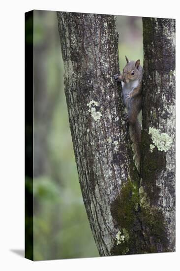 Squirreling Around-Susann Parker-Premier Image Canvas