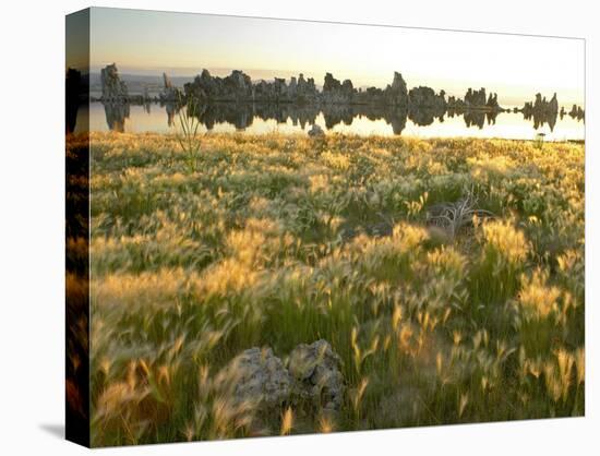 Squirreltail Barley and Tufa Towers silhouetted at dawn, Mono Lake, California-Tim Fitzharris-Stretched Canvas