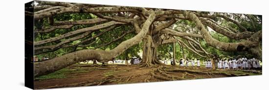 Sri Lanka, Kandy, Peradeniya Botanic Gardens; School Girls Pass by a Bodhi, or Pipal, Tree-Amar Grover-Premier Image Canvas