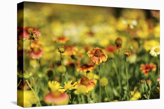 Sri-Lanka, Kandy, Peradeniya Botanical Gardens-Anthony Asael-Premier Image Canvas