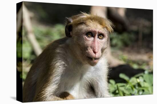 Sri Lanka, Tissamaharama, Ruhuna National Park. Toque macaque.-Cindy Miller Hopkins-Premier Image Canvas