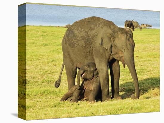 Sri Lankan Elephant (Elephas Maximus Maximus), Minneriya National Park, Sri Lanka, Asia-Jochen Schlenker-Premier Image Canvas