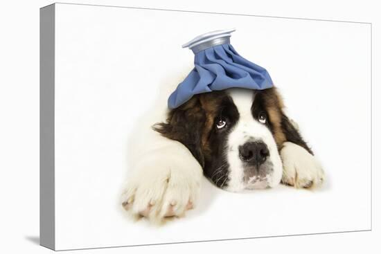 St Bernard Dog 14 Week Old Puppy with Ice Pack on His Head-null-Premier Image Canvas