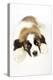 St Bernard Dog 14 Week Old Puppy-null-Premier Image Canvas