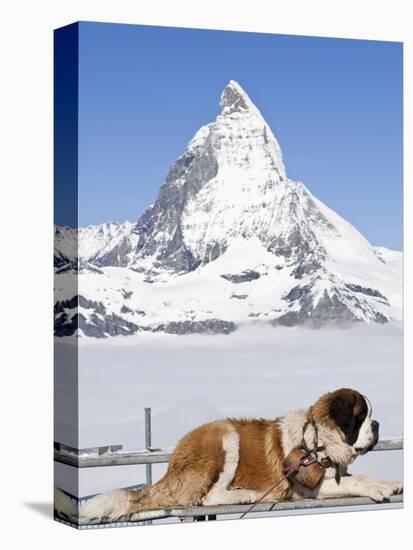 St. Bernard Dog and Matterhorn From Atop Gornergrat, Switzerland, Europe-Michael DeFreitas-Premier Image Canvas