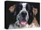 St.Bernard, USA-Lynn M. Stone-Premier Image Canvas