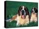 St. Bernard with Puppy in Grass-Adriano Bacchella-Premier Image Canvas