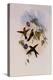 St. Domingo Hummingbird, Sporadinus Elegans-John Gould-Premier Image Canvas