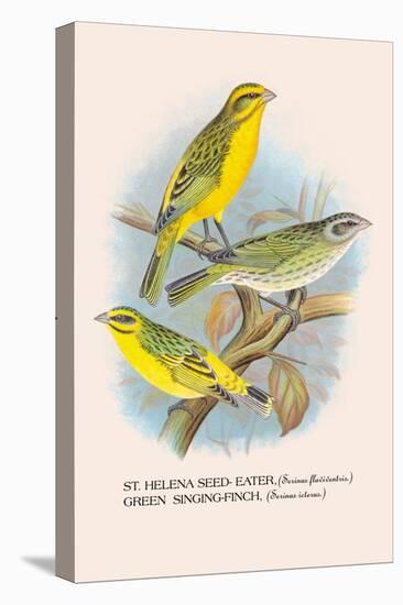 St. Helena Seed-Eater, Green Singing-Finch-Arthur G. Butler-Stretched Canvas