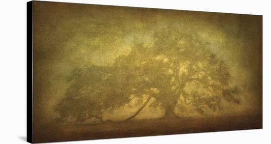 St. Joe Plantation Oak in Fog 3-William Guion-Stretched Canvas