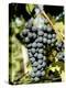 St. Laurent Wine Grapes in Vineyard Near Village of Kostelec, Brnensko, Czech Republic, Europe-Richard Nebesky-Premier Image Canvas