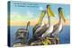 St. Petersburg, Florida, View of a Pelican Family in Sunny Florida-Lantern Press-Stretched Canvas