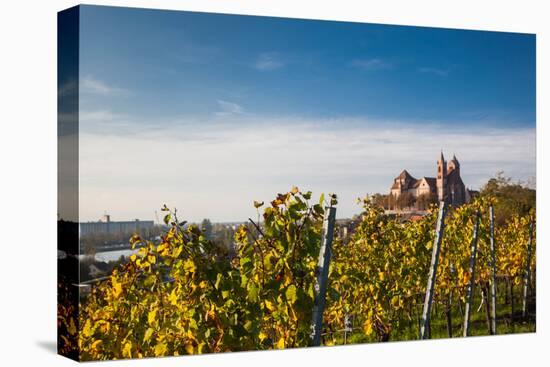 St. Stephansmunster cathedral from vineyard, Breisach, Black Forest, Baden-Wurttemberg, Germany-null-Premier Image Canvas