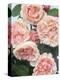 St. Swithan Roses-Clay Perry-Premier Image Canvas