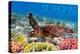 St. Thomas, U.S. Virgin Islands - Sea Turtle and Coral-Lantern Press-Stretched Canvas