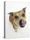 Staffordshire Bull Terrier Bitch Looking Up and Licking Her Snout-Jane Burton-Premier Image Canvas