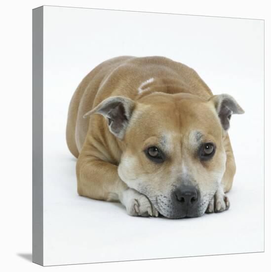 Staffordshire Bull Terrier Bitch Lying Down with Chin on Floor-Jane Burton-Premier Image Canvas