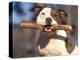 Staffordshire Bull Terrier Carrying Stick in Its Mouth-Adriano Bacchella-Premier Image Canvas