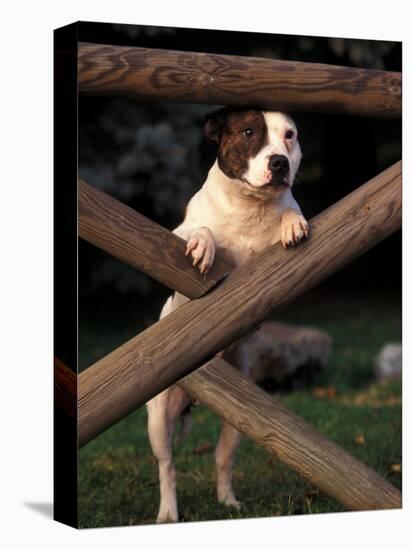 Staffordshire Bull Terrier Looking Through Fence-Adriano Bacchella-Premier Image Canvas