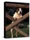 Staffordshire Bull Terrier Looking Through Fence-Adriano Bacchella-Premier Image Canvas