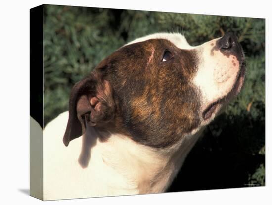 Staffordshire Bull Terrier Looking Up-Adriano Bacchella-Premier Image Canvas