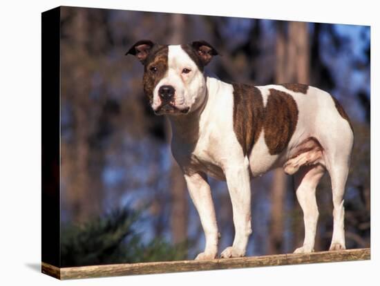 Staffordshire Bull Terrier Portrait-Adriano Bacchella-Premier Image Canvas